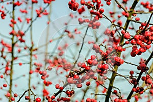 Bright red rowan berries on leafless twigs