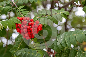 Bright red rowanberries cluster - amidst vibrant green leaves - mountain ash tree