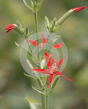Bright Red Royal Catchfly Flowers