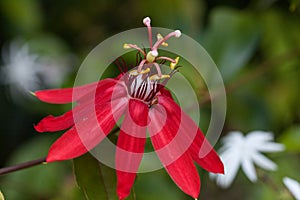 Bright red scarlet passion flower flower with a Convergent lady beetle