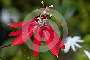 Bright red scarlet passion flower flower with a Convergent lady beetle