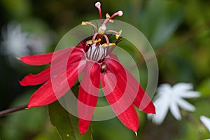 Bright red scarlet passion flower flower with a Convergent lady beetle