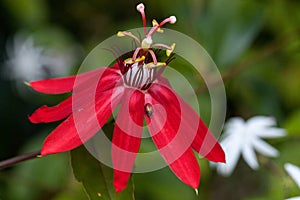 Bright red scarlet passion flower flower with a Convergent lady beetle