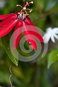 Bright red scarlet passion flower flower with a Convergent lady beetle