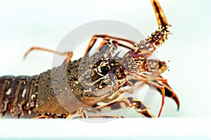 Bright red sea lobster in white box