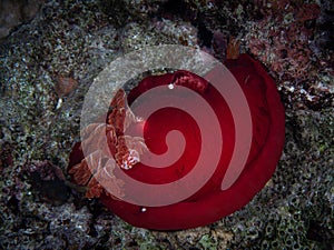 Bright red sea slug, Spanish dancer swimming in a blue ocean