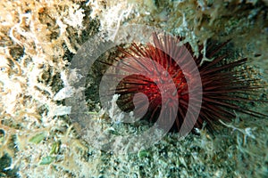 Bright Red Sea Urchin photo