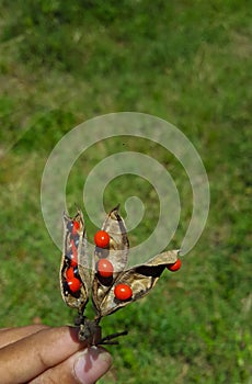 Bright red seeds of love peas