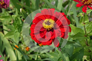 Bright red semi-double flower of Zinnia elegans in September