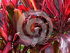 Bright Red Shrub Leaves