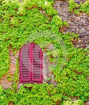 Bright red shuttered window surrounded by green creeping vines o