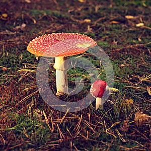 Bright red spotted fly agaric