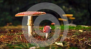 Bright red spotted fly agaric