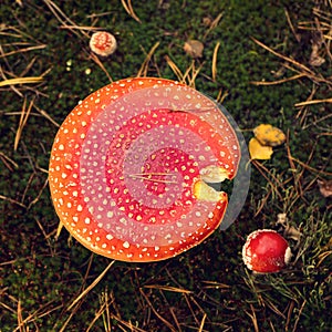 Bright red spotted fly agaric