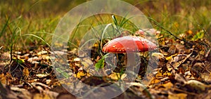 Bright red spotted fly agaric