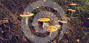 Bright red spotted fly agaric