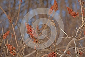 Bright red staghorn sumac flowers on bare winter branches, Rhus typhina.