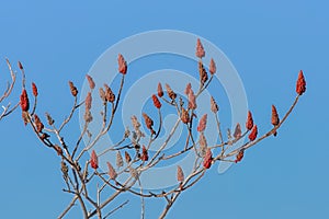 Bright red staghorn sumac flowers on bare winter branches, Rhus typhina