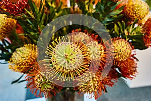 Bright red stamen with yellow tips give this pincushion the appearance of a fireball in motion