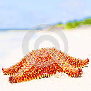 Bright red starfish (sea star) on a beach