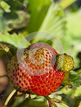 Bright red strawberries in the garden