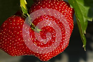 Bright red strawberry Collected, from fresh gardens