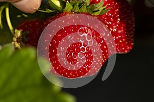 Bright red strawberry Collected, from fresh gardens