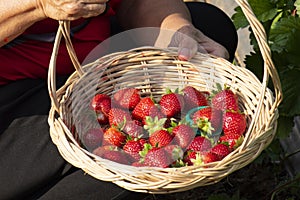 Bright red strawberry Collected, from fresh gardens