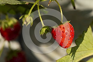 Bright red strawberry Collected, from fresh gardens