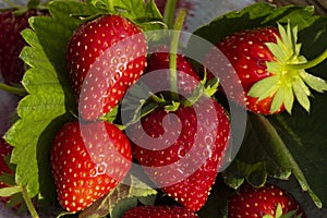 Bright red strawberry Collected, from fresh gardens