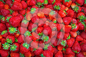 Bright red Strawberry grows on a Bush, from the land of rising strawberry. seedbeds