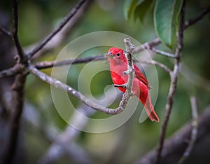 Bright red summer tanager perches on branch in tropics