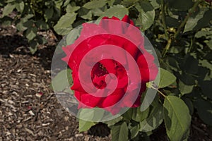 Bright Red Tea Rose Blossom