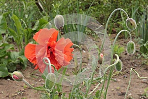 Bright red terry poppy drooped to the ground after a heavy summer rain