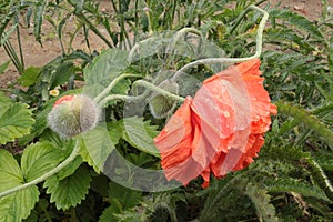 Bright red terry poppy drooped to the ground after a heavy summer rain