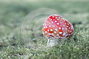Bright red toadstool mushroom with white dots with Latin name Amanita Muscaria