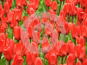 Bright red tulip fields full of flowers