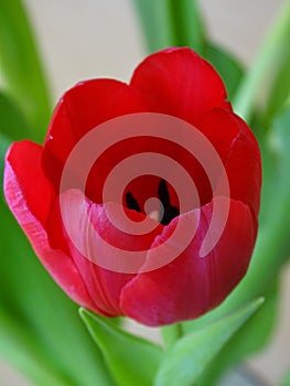 Bright red tulip flower