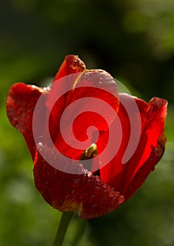 Bright red tulip flower under dew drops in the rainy garden. Floral background.