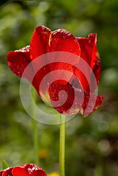 Bright red tulip flower under dew drops in the rainy garden. Floral background.