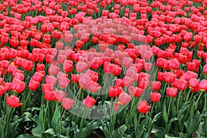 Bright red tulip flowers in a garden