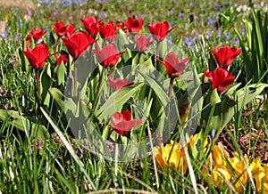 Bright red tulip flowers in the garden in early spring