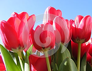 Bright red Tulips