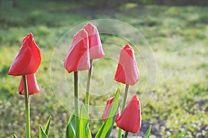 Bright red tulips against green in spring.