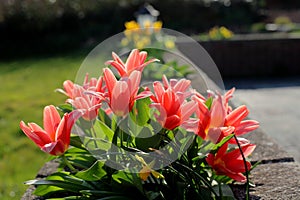 Bright Red Tulips in an English Country Garden