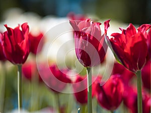 Bright red Tulips. Flower bed or garden with different varieties of tulips.