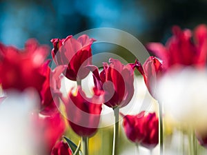 Bright red Tulips. Flower bed or garden with different varieties of tulips.