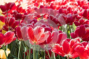 Bright red Tulips. Flower bed or garden with different varieties of tulips.