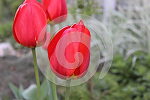 Bright red tulips in the garden.