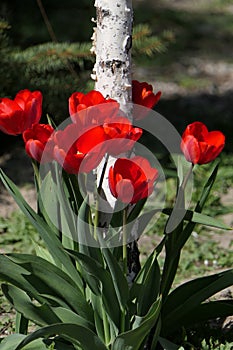 Bright red tulips with large, wide green leaves.